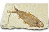 Detailed Fossil Fish (Knightia) - Wyoming #318594-1